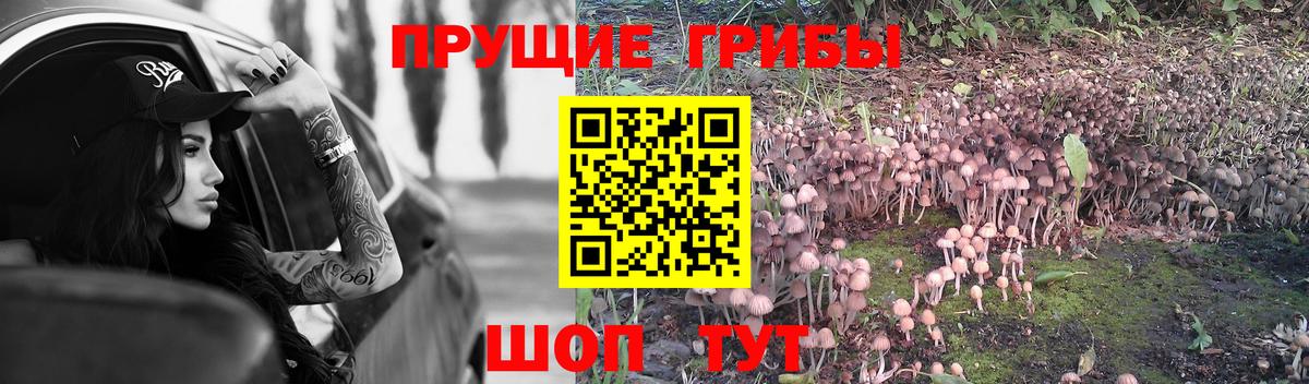 Гурьевск  Псилоцибиновые грибы прущие грибы  Вход с VPN 
